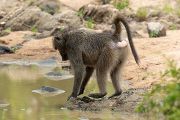 Babouin chacma, Papio ursinus , chacma baboon, Parc national Kruger, Afrique du Sud