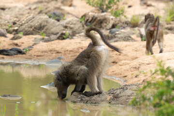 Fototapeta premium Babouin chacma, Papio ursinus , chacma baboon, Parc national Kruger, Afrique du Sud