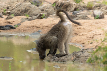 Fototapeta premium Babouin chacma, Papio ursinus , chacma baboon, Parc national Kruger, Afrique du Sud