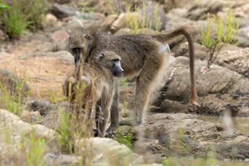 Babouin chacma, Papio ursinus , chacma baboon, Parc national Kruger, Afrique du Sud