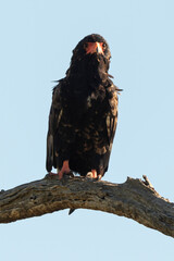Bateleur des savanes, Aigle bateleur,  Terathopius ecaudatus, Bateleur