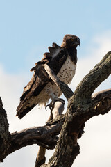 Aigle martial, Polemaetus bellicosus, Martial Eagle