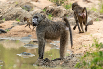 Babouin chacma, Papio ursinus , chacma baboon, Parc national Kruger, Afrique du Sud