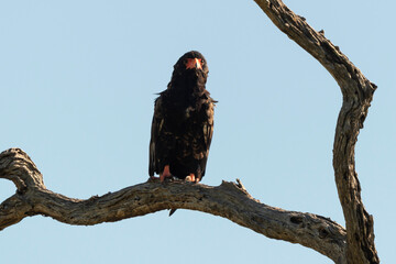 Bateleur des savanes, Aigle bateleur,  Terathopius ecaudatus, Bateleur