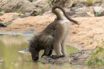 Fototapeta premium Babouin chacma, Papio ursinus , chacma baboon, Parc national Kruger, Afrique du Sud