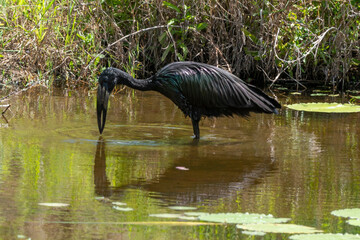 Bec ouvert africain,.Anastomus lamelligerus; African Openbill