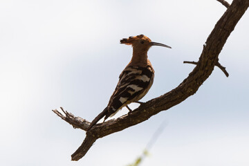 Huppe fasciée,.Upupa epops, Eurasian Hoopoe