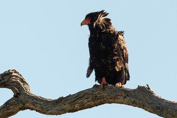 Bateleur des savanes, Aigle bateleur,  Terathopius ecaudatus, Bateleur