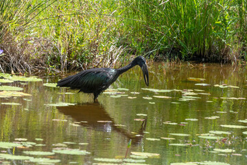 Bec ouvert africain,.Anastomus lamelligerus; African Openbill