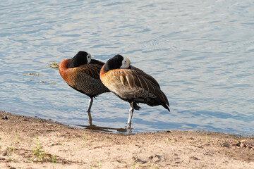 Dendrocygne veuf,. Dendrocygna viduata, White faced Whistling Duck,