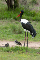 Jabiru d'Afrique.Ephippiorhynchus senegalensis, Saddle billed Stork, Afrique du Sud