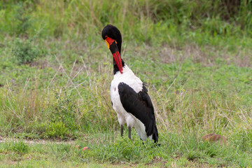 Jabiru d'Afrique.Ephippiorhynchus senegalensis, Saddle billed Stork, Afrique du Sud