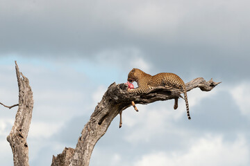 Léopard, Panthère, Panthera pardus, Afrique du Sud