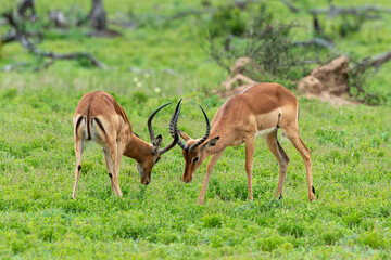 Impala, male, Aepyceros melampus