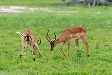 Impala, male, Aepyceros melampus