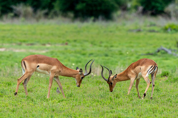 Impala, male, Aepyceros melampus