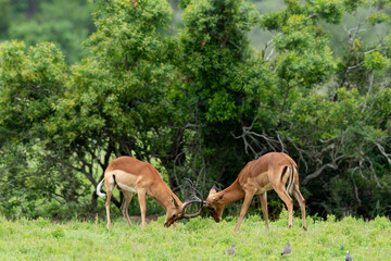 Impala, male, Aepyceros melampus