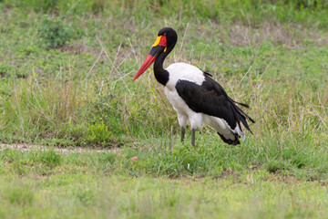 Jabiru d'Afrique.Ephippiorhynchus senegalensis, Saddle billed Stork, Afrique du Sud