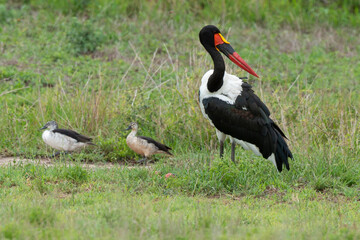 Jabiru d'Afrique.Ephippiorhynchus senegalensis, Saddle billed Stork, Afrique du Sud