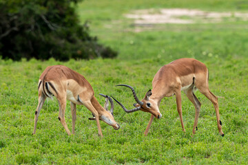 Impala, male, Aepyceros melampus