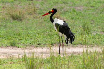 Jabiru d'Afrique.Ephippiorhynchus senegalensis, Saddle billed Stork, Afrique du Sud