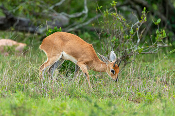 Steinbock, Raphicerus campestris, Parc national Kruger, Afrique du Sud