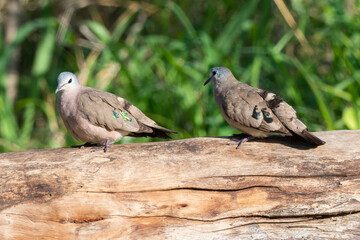 Tourtelette émeraudine,.Turtur chalcospilos, Emerald spotted Wood Dove