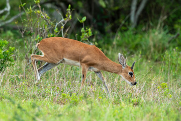Steinbock, Raphicerus campestris, Parc national Kruger, Afrique du Sud