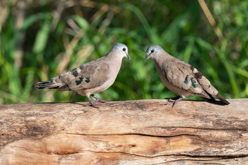 Tourtelette émeraudine,.Turtur chalcospilos, Emerald spotted Wood Dove
