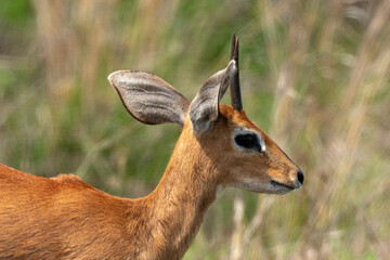 Steinbock, Raphicerus campestris, Parc national Kruger, Afrique du Sud