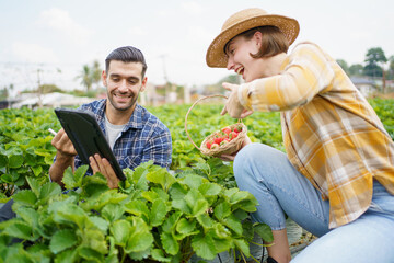 Happy cheerful male and female strawberry farmer or gardener inspecting a strawberry planting and agricultural products in a row, gardeners collecting and analyzing a strawberry growing information.