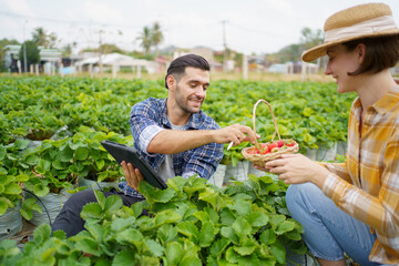 Happy cheerful male and female strawberry farmer or gardener inspecting a strawberry planting and agricultural products in a row, gardeners collecting and analyzing a strawberry growing information.