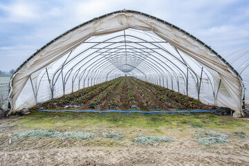 Gewächshaus für Gemüse und Erdbeeren
