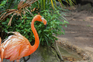 A pink flamingo wanders around some lush greenery to get to a river at the Audubon Zoo in New...