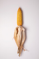 Dry corn cob on white background, dried maize cob