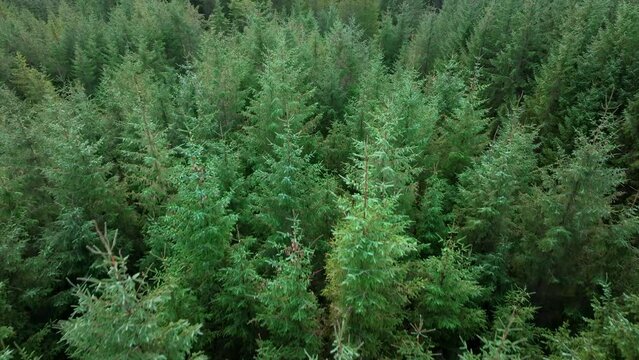 Plantation Woodland and Managed Forest in Scotland