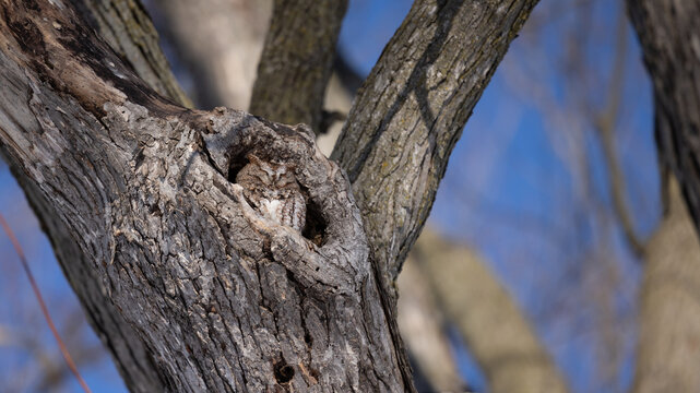 Petit duc dans trou d'arbre, jour, horizontal