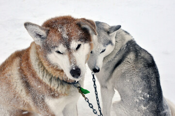 The scene of two huskies sitting in a blizzard is one of utter serenity. The snow, falling in heavy flurries, has blanketed the ground, trees, and everything else in a thick layer of white. 