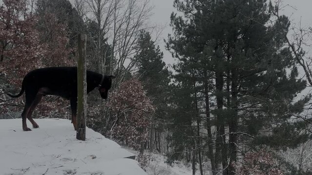 Doberman Pinscher, Dog Enjoying The Snowy Forest View Winter Cold Day 