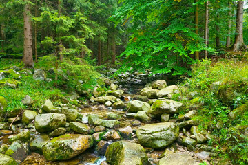 Fototapeta premium A small river flows through the rocks in the forest. Mountain river.