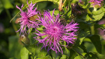 Southern Urals, blooming brown knapweed (Centaurea jacea) in the meadow.