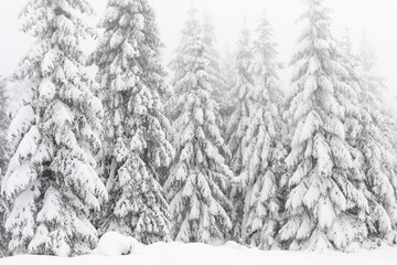 Winter scenery with fir trees covered with snow in the fog