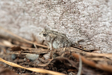 Southern Toad
