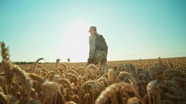 Shot back a Ukrainian soldier walking in a wheat field, dressed in camouflage. War. Military concept. Sunlight on blue sky