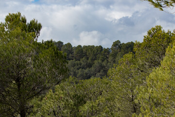 Fototapeta premium Bosque del Preventorio de Alcoy cubierto de nubes acechando llúvia
