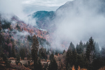 Trees in winter