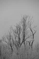 Trees in winter