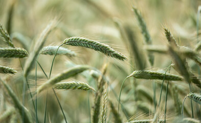 Green grain ripening in the field in summer. Grain plantation. Ears of grain in close-up on a...