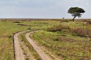 Fototapeta na wymiar Road leading to nowhere, surrounded by grass and trees, inside the Serengeti National Park