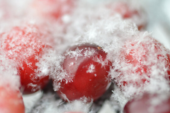 Red Cranberry covered with sparkling snow